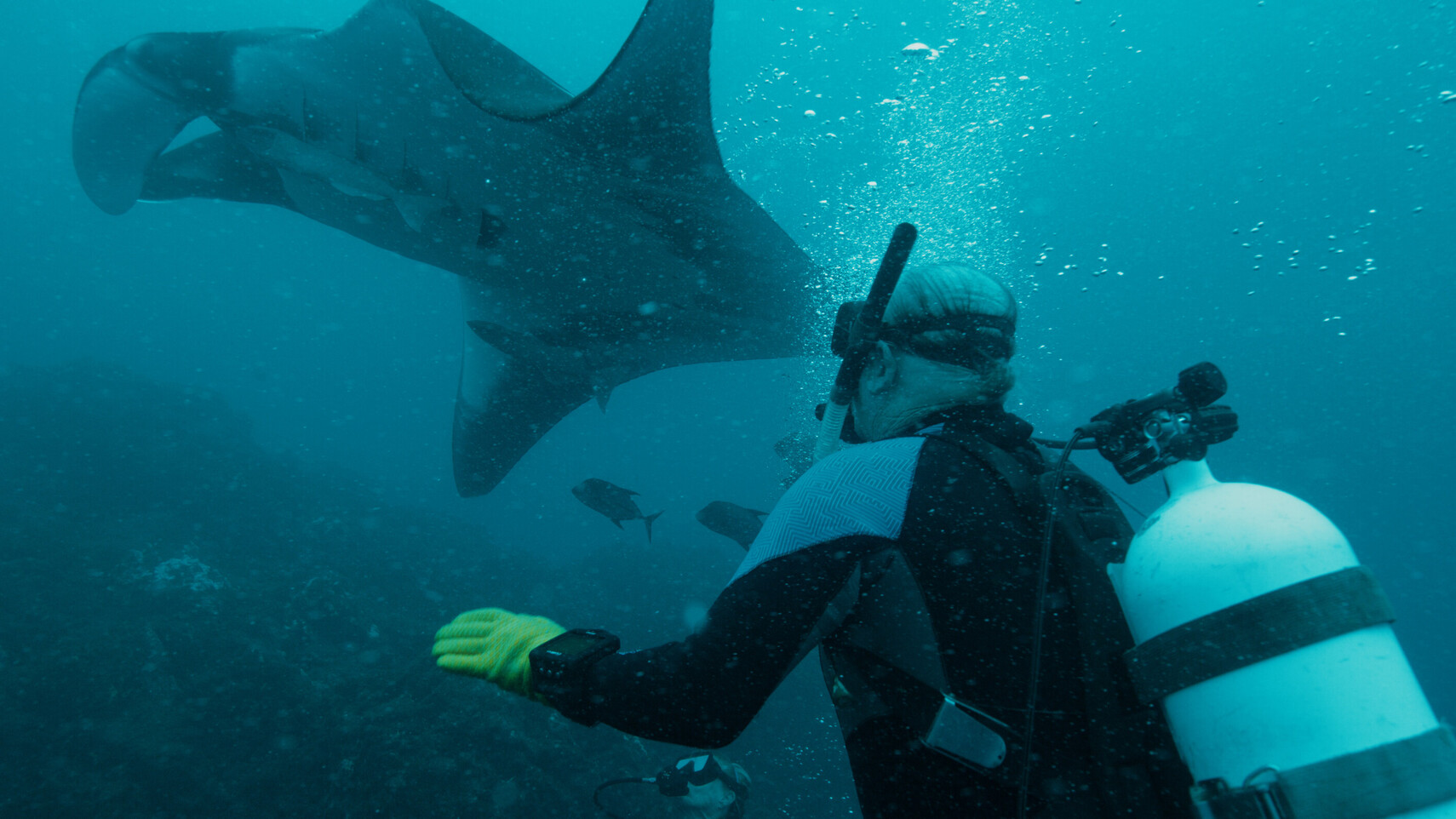 &Auml;lterer Taucher mit gelbem Handschuh streckt den Arm aus, w&auml;hrend ein gro&szlig;er Mantarochen dicht vorbeizieht
