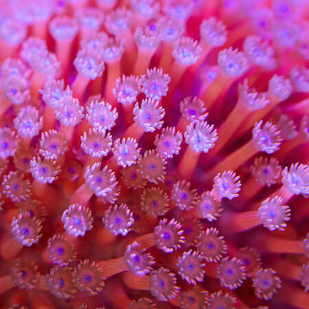 Pinke Koralle Goniopora