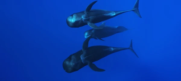 Drei Pilotwale schwimmen synchron durch das tiefblaue Wasser in ihrem nat&uuml;rlichen Lebensraum.